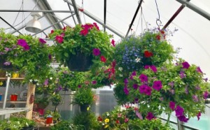 Hanging Gardens (Annuals) Shade Basket